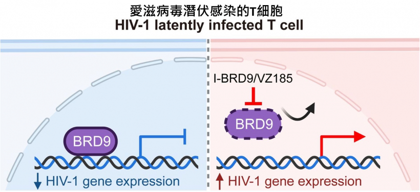 The BRD9 protein binds to the HIV-1 virus’s promoter region, helping the virus stay latent. When BRD9 is inhibited or degenerated, the virus becomes active and starts producing more viruses.
 